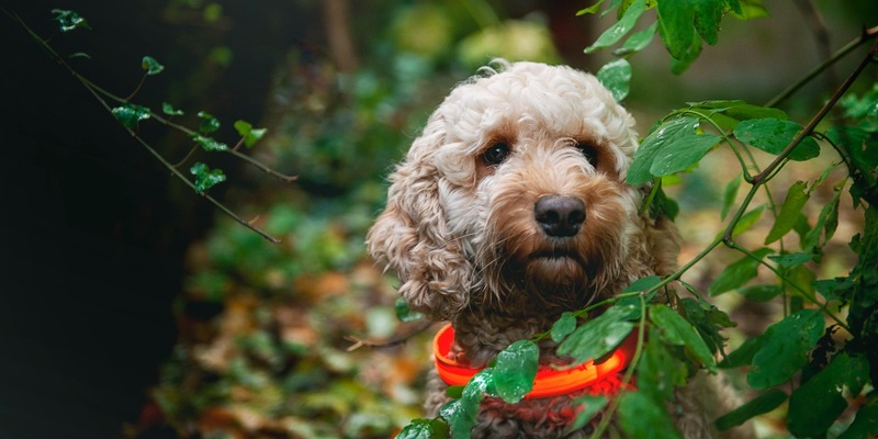Gassi-Runden im Dunkeln - Nicht Jeder-Hunds Sache - Foto: presseportal.de