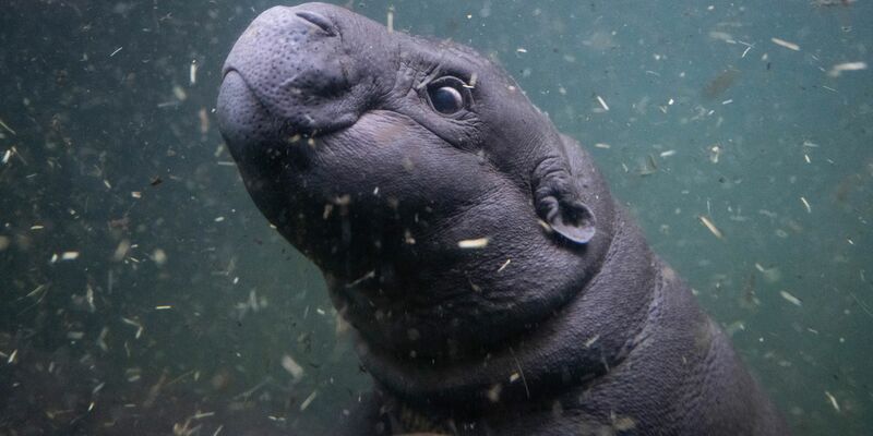 Mutter Debbie ist immer in der Nähe von Toni.  - Foto: Christophe Gateau/dpa