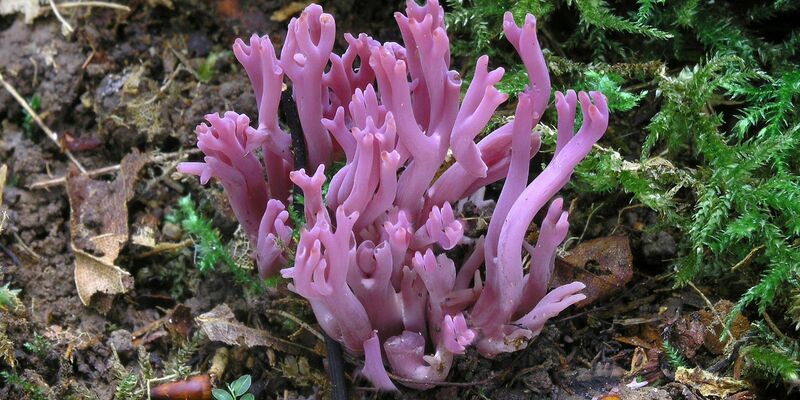 Die Amethystfarbene Wiesenkoralle ist hübsch anzusehen - essbar ist sie nicht.  - Foto: Matthias Theiss