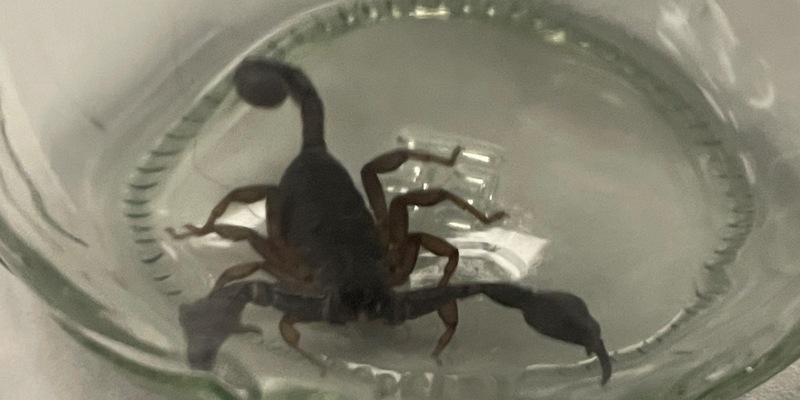 POL-MA: Eberbach/Rhein-Neckar-Kreis: Ungewöhnliche Supermarktzugabe nach Bananeneinkauf - Foto: presseportal.de