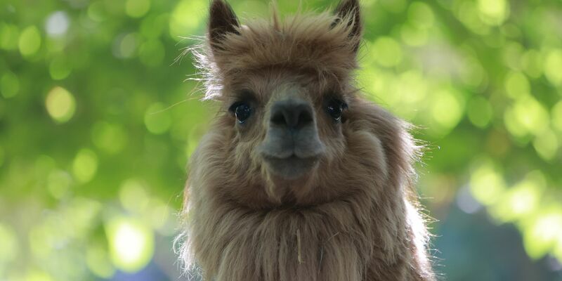 Alpakas sind flauschig, beliebt - und potenzielle Träger von Erregern. (Archivbild) - Foto: Matthias Bein/dpa