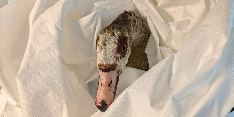 POL-OF: Ermittlungen wegen räuberischem Diebstahl; Unbekannter hantierte im Auto; Brand in Gelnhausen; und mehr - Foto: presseportal.de