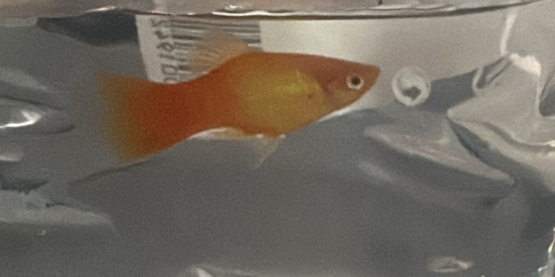 BPOL-HH: Fisch Gabriel bei der Hamburger Bundespolizei abgegeben- - Foto: presseportal.de