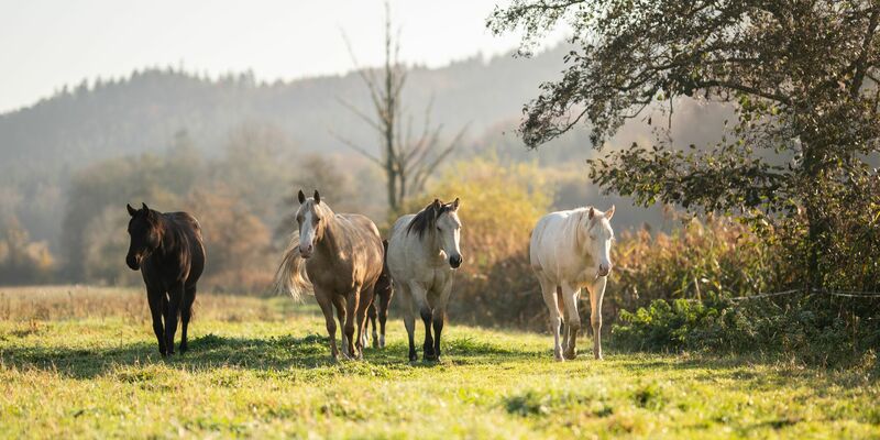 Der Oktober zeigte sich nicht immer sonnig. - Foto: Silas Stein/dpa