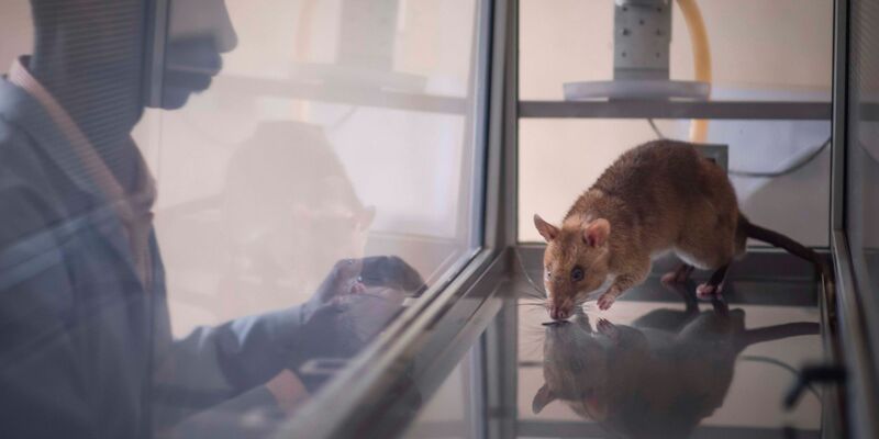 Trainiert wurden die Nagetiere im ostafrikanischen Tansania. - Foto: Apopo/dpa