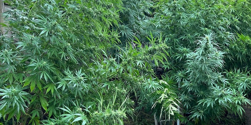 ZOLL-DD: Drogen-Dealer mit grünem Daumen gefasst / Neben riesigen Cannabis-Pflanzen weitere Betäubungsmittel, große Mengen Bargeld, Tabak-Feinschnitt und eine Schnapsbrennanlage sichergestellt - Foto: presseportal.de