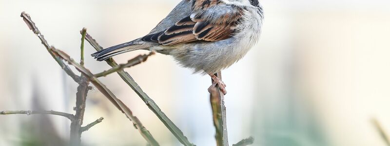 Bei Spatzen lassen sich junge kaum von älteren unterscheiden, da die kleinen Vögel weder graue Feder noch Falten bekommen. (Archivbild) - Foto: Kira Hofmann/dpa-Zentralbild/dpa