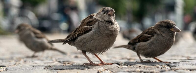 Das Knüpfen von Freundschaften verschafft jungen Spatzen einen evolutionären Vorteil. (Archivbild) - Foto: Paul Zinken/dpa-Zentralbild/dpa