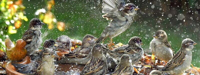 Der Haussperling ist sehr gesellig und zieht in Schwärmen oder kleineren Trupps stets gemeinsam mit Artgenossen umher. (Archivbild) - Foto: Waltraud Grubitzsch/Deutsche Presse-Agentur GmbH/dpa