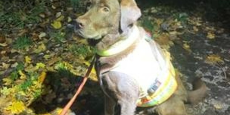 POL-HRO: Copper findet vermisste 83-Jährige - Foto: presseportal.de