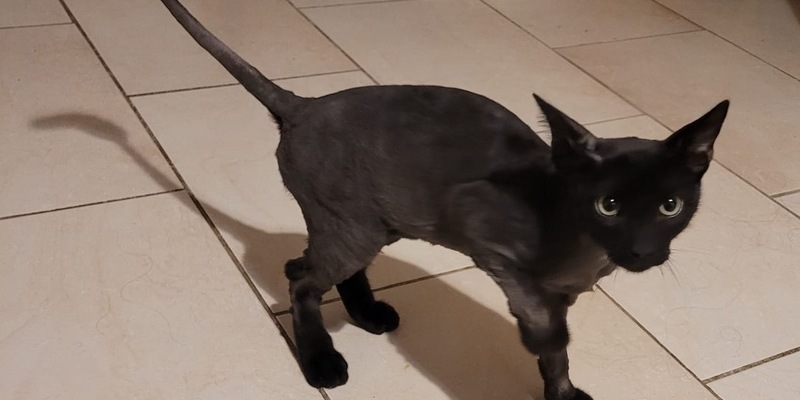 POL-FR: Schopfheim: Zwei junge Kater in Gersbach mutmaßlich ausgesetzt - Polizei sucht ehemaligen Besitzer - Foto: presseportal.de