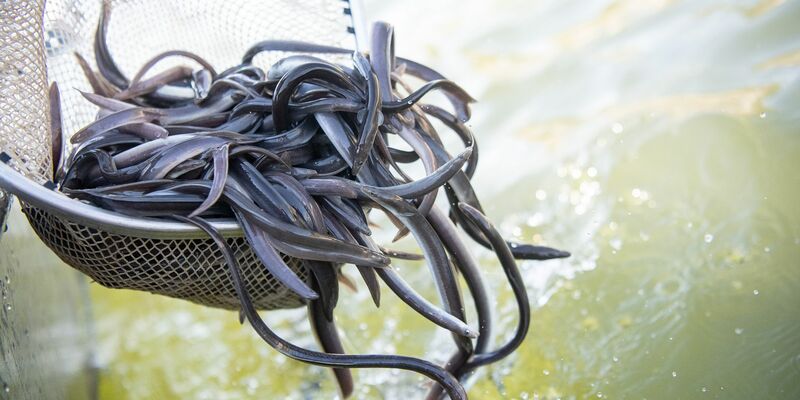 Der Europäische Aal ist «Fisch des Jahres 2025». - Foto: Sebastian Gollnow/dpa