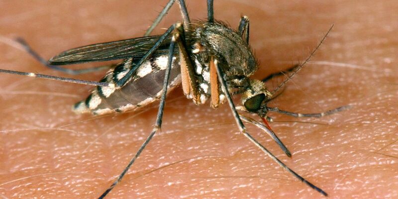 In Deutschland sind 26 Infektionen mit dem West-Nil-Virus gemeldet worden. - Foto: Andreas Lander/dpa-Zentralbild/dpa