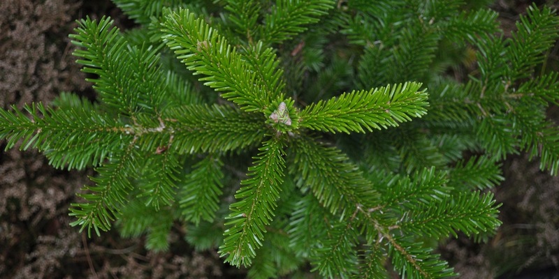 Pünktlich zum Fest: FSC-zertifizierte c - Erweiterter FSC-Standard für Waldbewirtschaftung in Deutschland - Foto: presseportal.de