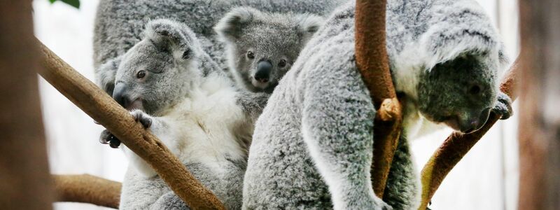 Der Duisburger Zoo ist europaweit Spezialist für die aufwendige Zucht und Zoo-Haltung der Koalas. (Archivbild) - Foto: Roland Weihrauch/dpa