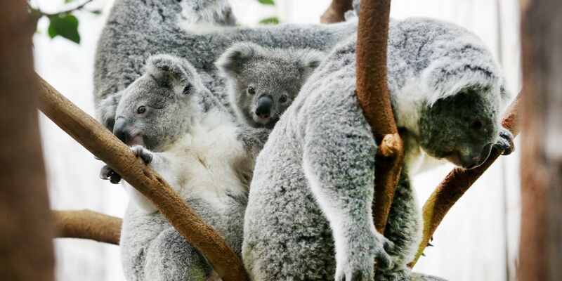 Der Duisburger Zoo ist europaweit Spezialist für die aufwendige Zucht und Zoo-Haltung der Koalas. (Archivbild) - Foto: Roland Weihrauch/dpa
