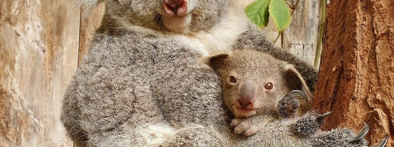  Nach dem Tod der drei Tiere leben nun noch sechs Koalas im Duisburger Koala-Haus. (Archivbild) - Foto: Zoo Duisburg/dpa