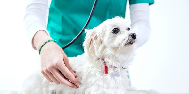 Herzerkrankungen beim Hund: Hör auf sein Herz - Foto: presseportal.de