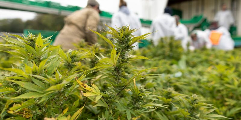 In einigen US-Bundesstaaten ist Kiffen bald erlaubt - Foto: Gaetan Bally/KEYSTONE/dpa