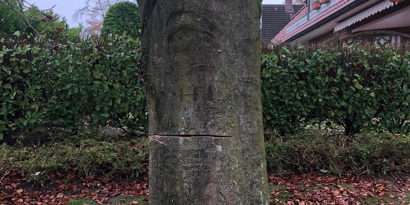 POL-STD: Unbekannte sägen Baum in Dollerner Wohngebiet an - Polizei sucht Zeugen - Foto: presseportal.de