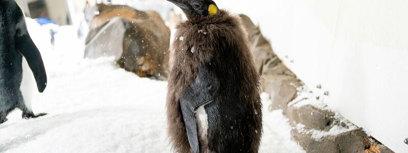 Der Pinguin begeistert Social-Media-User in aller Welt. - Foto: -/Sea Life Melbourne Aquarium/dpa