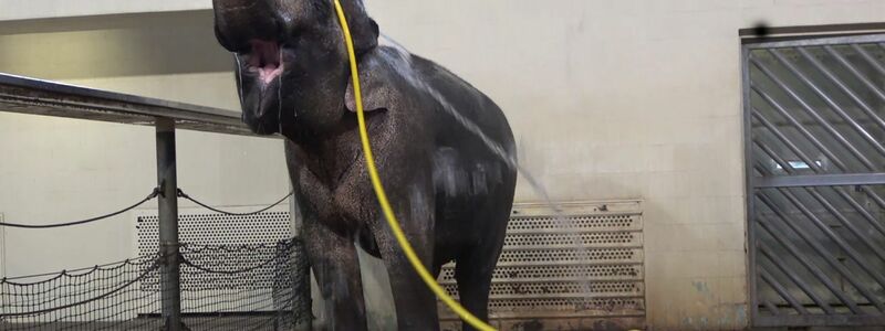 «Duschverhalten wie dieses habe ich bei keinem anderen Elefanten gesehen», sagte Forscherin Lena Kaufmann. - Foto: Lea Urban/Zoo Berlin/dpa