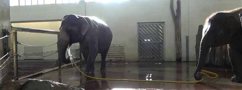 Anchali (rechts) versuchte scheinbar mehrfach, den Duschvorgang der älteren Elefantin zu sabotieren. - Foto: Lea Urban/Zoo Berlin/dpa