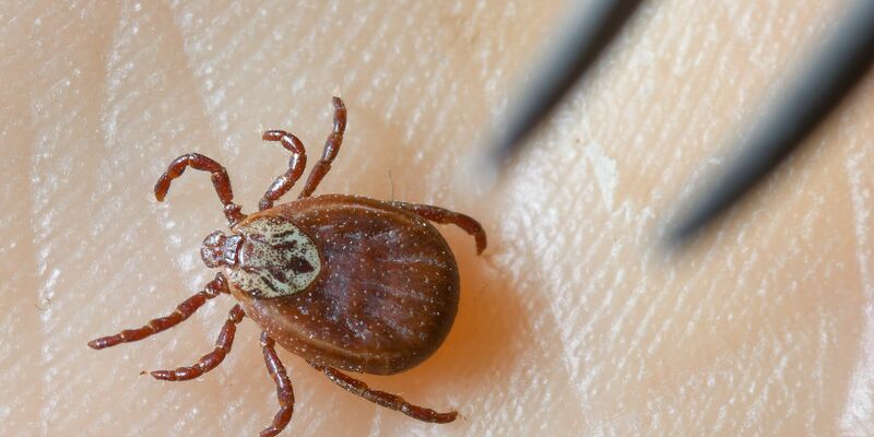 Zecken übertragen FSME und Borreliose. (Archivbild) - Foto: Patrick Pleul/dpa-Zentralbild/dpa