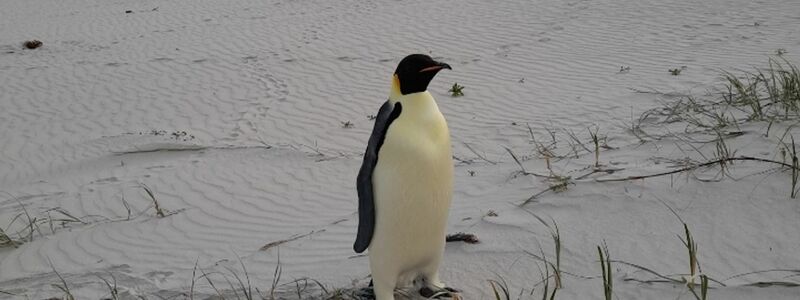 Badegäste am Ocean Beach staunten nicht schlecht über den seltenen Gast. - Foto: Uncredited/DBCA/dpa