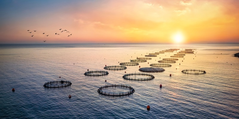 Fisch essen ist praktizierter Klimaschutz / Nachhaltiger Fischkonsum entlastet das Klima und schützt die Meere - Foto: presseportal.de