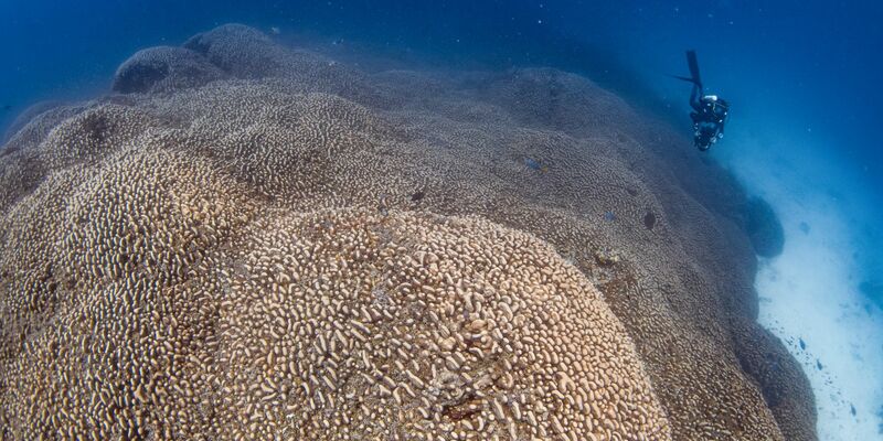 Die Mega-Koralle beherbergt viele weitere Lebewesen. - Foto: Manu San Félix/National Geographic Pristine Seas/dpa