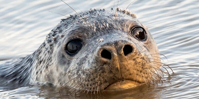 Zuletzt hat sich die Todesserie bei Kegelrobben in Vorpommern nicht fortgesetzt. - Foto: Daniel Bockwoldt/dpa