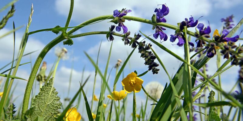 Durch das Urteil ist Deutschland verpflichtet, beim Wiesenschutz nachzubessern - ansonsten kann in einem zweiten Gerichtsverfahren eine Geldstrafe festgelegt werden. (Archivbild) - Foto: Uli Deck/dpa