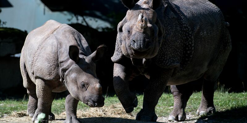 Nashorn-Mama Rapti (rechts) starb im Alter von 35 Jahren (Archivbild von 2016).  - Foto: picture alliance / dpa