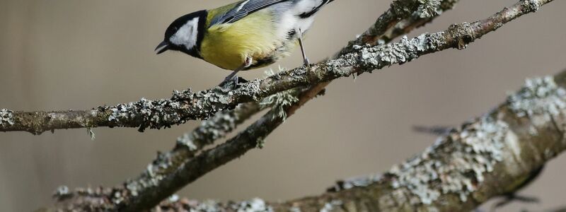 Bei Kohlmeisen kommt es immer wieder zu kleineren Wanderungen. Dann müssen sich die Vögel in neuen Umgebungen zurechtfinden. (Archivbild) - Foto: Thomas Warnack/dpa