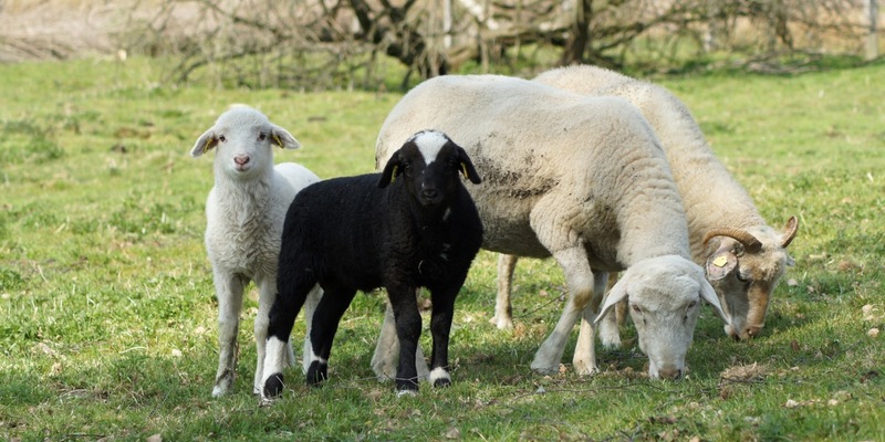 Landschaftspflege mit Schaf, Rind & Co.: Zoos mit alten Nutztierrassen im Einsatz für Europas Natur / Übergreifendes Symposium zur ökologischen Landschaftspflege in Kiel - Foto: presseportal.de