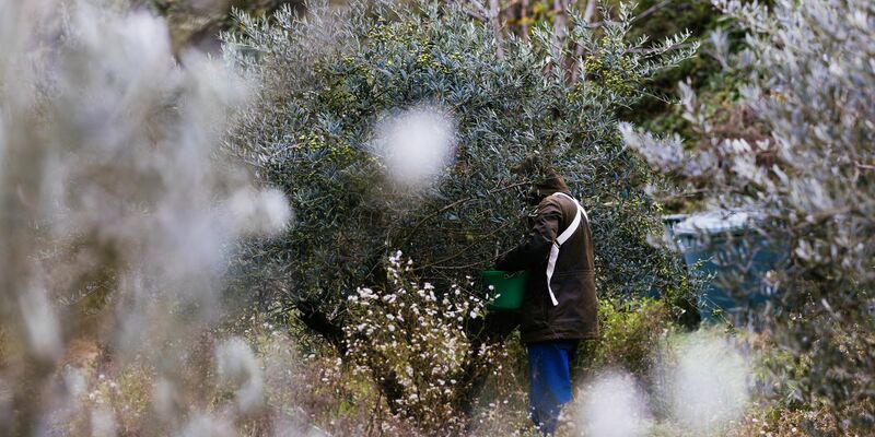 2024 ist für Olivenbauern ein besseres Jahr als 2023. - Foto: Philipp von Ditfurth/dpa