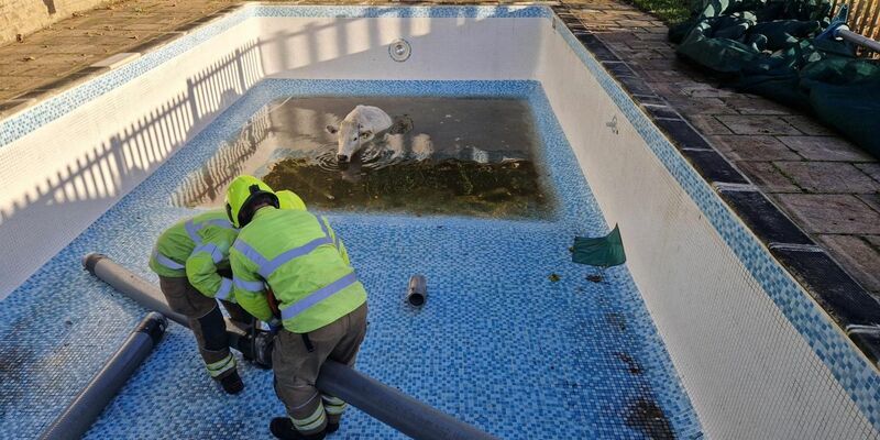 Mit einem Seilzug hievten die Einsatzkräfte das Tier aus dem Pool. - Foto: -/Leicestershire Fire And Rescue Service/PA Media/dpa