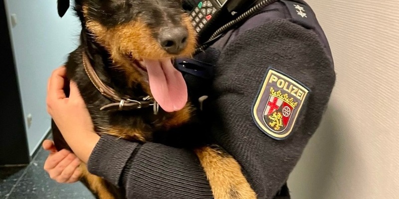 POL-PDTR: Fundhund - Deutscher Jagdterrier auf der B327 - Foto: presseportal.de
