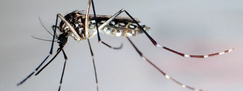 Eine Ägyptische Tigermücke: Sie überträgt Krankheiten wie Dengue-Fieber, Gelbfieber und Zika-Fieber. (Archivbild) - Foto: Gustavo Amador/epa/dpa-tmn