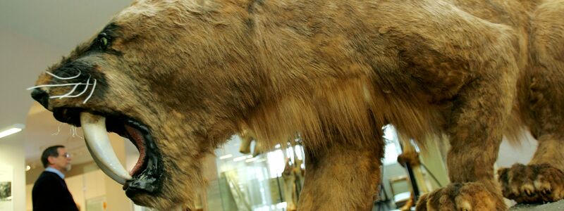 So wie hier im Kasseler Naturkundemuseum Ottoneum könnte ein ausgewachsener Säbelzahntiger ausgesehen haben. - Foto: picture alliance / dpa