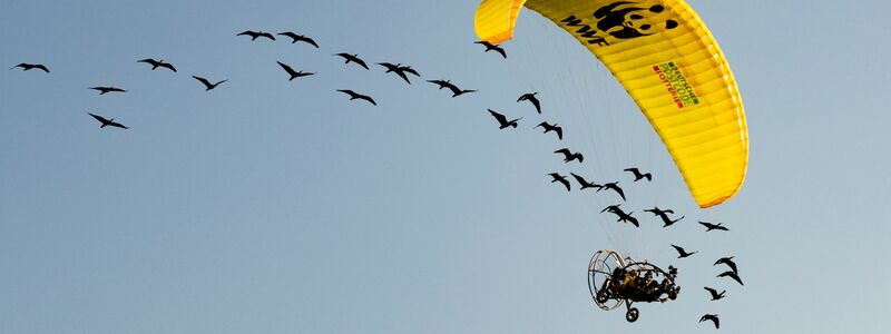 Teile der Strecke mussten die seltenen Vögel auch im Auto zurücklegen. - Foto: Gunnar Hartmann/Waldrappteam Conservation and Research/dpa