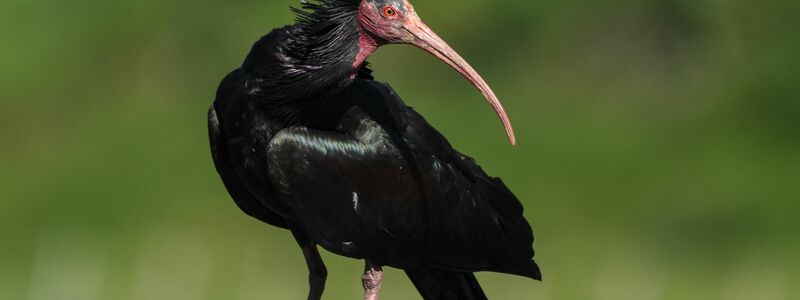 Der Waldrapp gilt laut Roter Liste der bedrohten Arten weltweit als stark gefährdet. (Archivbild) - Foto: Felix Kästle/dpa