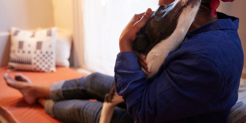 All I want for Christmas is you! Warum Hund lieber Hund bleiben sollte - Foto: presseportal.de