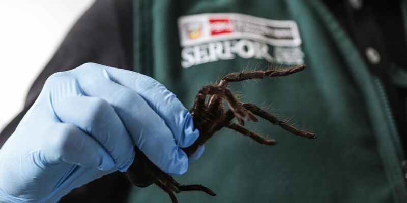 Auch Tausendfüßer waren unter den sicher gestellten Tieren. - Foto: -/Serfor/dpa