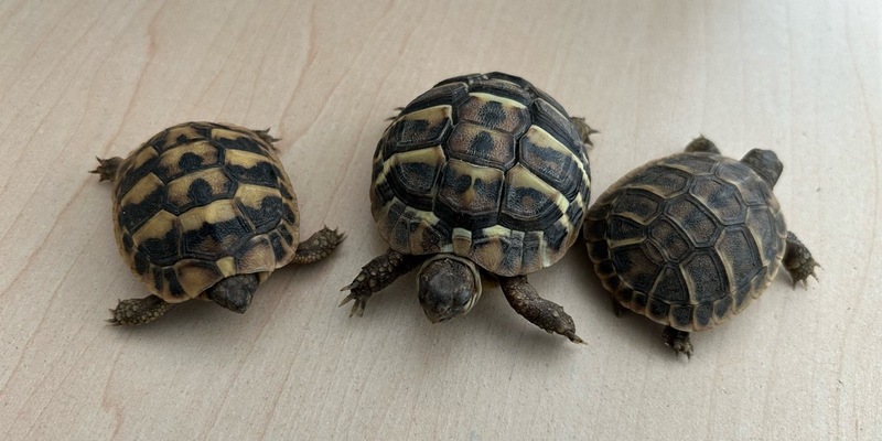 HZA-LÖ: Zoll verhindert illegale Einfuhr von geschützten Landschildkröten - Foto: presseportal.de