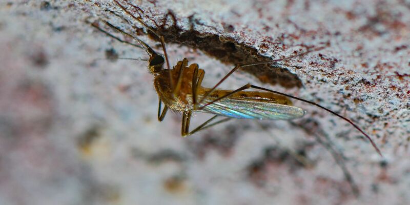 In der kalten Jahreszeit sucht sich die Gemeinde Hausmücke, die es gern feucht und warm mag, ein geschütztes Winterquartier in Wohnungen und Kellern. (Archivbild) - Foto: Patrick Pleul/dpa-Zentralbild/dpa