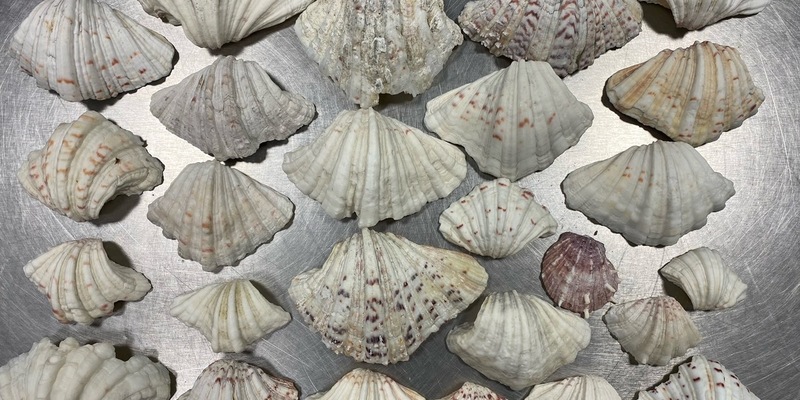 HZA-N: Aufgriff des Nürnberger Flughafenzolls: auch Strandgut steht unter Artenschutz - Foto: Zoll, presseportal.de