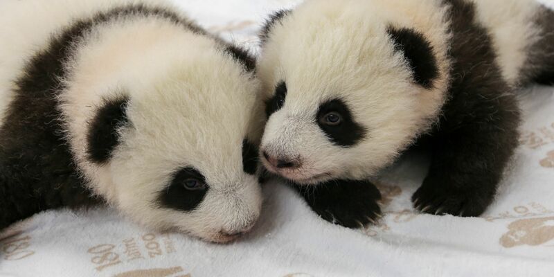 Inzwischen wiegen die beiden jeweils rund fünf Kilogramm.  - Foto: -/Zoo Berlin/dpa