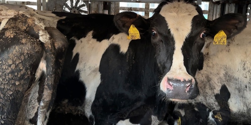 37°-Reportage im ZDF über Tiertransporte mit tödlichem Ausgang / Von Filmemacher Manfred Karremann - Foto: presseportal.de